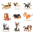 Dog cute Cartoon Design Vector Cartoons Design