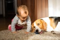 Dog with a cute caucasian baby girl on carpet in living room. Dog biting a toy baby playing with Royalty Free Stock Photo