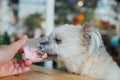 Dog so cute eat a ice cream feed pet owner Royalty Free Stock Photo