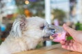 Dog so cute eat a ice cream feed pet owner Royalty Free Stock Photo