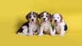 Dog,Cute of Group of beagle puppy Royalty Free Stock Photo