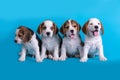 Dog,Cute of Group of beagle puppy sitting and panting,