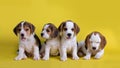 Dog,Cute of Group of beagle puppy sitting and panting Royalty Free Stock Photo