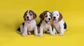 Dog,Cute of Group of beagle puppy Royalty Free Stock Photo