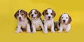 Dog,Cute of Group of beagle puppy Royalty Free Stock Photo