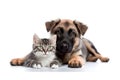 Dog and Cute Kitten Snuggled Together on a Transparent Background. AI Royalty Free Stock Photo