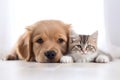 Dog and Cute Kitten Snuggled Together on a Transparent Background. AI Royalty Free Stock Photo