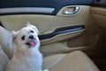 Dog so cute sitting inside a car wait for travel Royalty Free Stock Photo