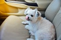 Dog so cute sitting inside a car wait for travel Royalty Free Stock Photo