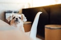 Dog sitting in cafe looking at something Royalty Free Stock Photo