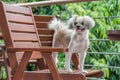 Dog sitting in cafe looking at something Royalty Free Stock Photo