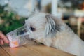 Dog so cute eat a ice cream feed pet owner Royalty Free Stock Photo