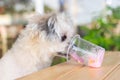 Dog so cute eat a ice cream feed pet owner Royalty Free Stock Photo