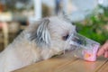 Dog so cute eat a ice cream feed pet owner Royalty Free Stock Photo