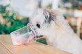 Dog so cute eat a ice cream feed pet owner Royalty Free Stock Photo