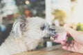 Dog so cute eat a ice cream feed pet owner Royalty Free Stock Photo