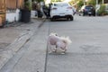 Dog so cute peeing on floor when vacation travel