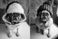 Dog, a cute pug in a winter hat sits, looks into the camera. A s Royalty Free Stock Photo