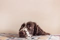 Dog with cute sentimental eyes put it muzzle on a bed. Staying alone at home, dog depression