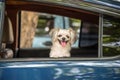 Dog so cute sitting inside a car wait for travel Royalty Free Stock Photo