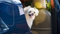 Dog so cute sitting inside a car wait for travel Royalty Free Stock Photo