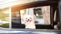 Dog so cute sitting inside a car wait for travel Royalty Free Stock Photo