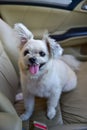 Dog so cute sitting inside a car wait for travel Royalty Free Stock Photo