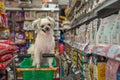 Dog so cute wait a pet owner at pet shop Royalty Free Stock Photo