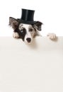 Dog with cylinder hat Royalty Free Stock Photo