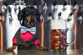 Dog dachshund bartender, black and tan, in a bow tie and a suit at the bar counter sells a large glass of beer on the background o