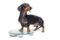 Dog dachshund, black adn tan, on a scales, isolated on white background