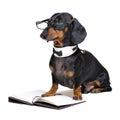 Dog dachshund, black and tan, in a bow tie and glasses reading a book, isolated on a white background Royalty Free Stock Photo