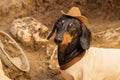 Dog dachshund, black and tan, in the clothes of an archaeologist and hat on archaeological excavations against the background of b Royalty Free Stock Photo