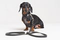 Dog dachshund, black and tan, with leather leash, isolated on a gray background Royalty Free Stock Photo