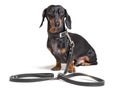 Dog dachshund, black and tan, sitting in a collar on a leash waiting for a walk, isolated on a white background Royalty Free Stock Photo