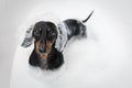 A dog dachshund, black and tan, taking a shower with soap and water in the shower cap