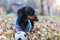 Dog dachshund, black and tan, in white blue clothes T-shirt playing with a toy ball in the street in the autumn leaves Royalty Free Stock Photo