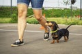 Dog of the dachshund breed, black and tan, performs an aport command in competitions for flexibility and obedience along with the
