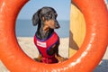 A dog Dachshund breed, black and tan, in a red blue suit of a lifeguard sits on orange lifebuoy, a sandy beach against the sea Royalty Free Stock Photo