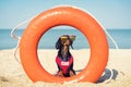 A dog Dachshund breed, black and tan, in a red blue suit of a lifeguard and red sunglasses, sits on orange lifebuoy, a sandy beach Royalty Free Stock Photo