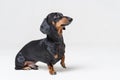 Dog Dachshund breed, black and tan, standing with his paw up and looking up, isolated on gray background