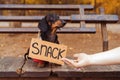 Dog dachshund with a jacket sweater is sitting and begging on a bench in an autumn park with a sign `snack ` and looks at the ha Royalty Free Stock Photo