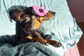 Dog dachshund puppy asleep comfortably in bed in the rays of the morning sun with a bandage for sleeping on the face Royalty Free Stock Photo