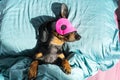 Dog dachshund puppy asleep comfortably in bed in the rays of the morning sun with a bandage for sleeping on the face Royalty Free Stock Photo