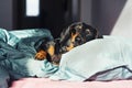 Dog dachshund puppy sleeping in her bed in the rays of the morning sun Royalty Free Stock Photo