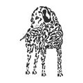 Dog Dalmatian black and white drawing. hand drawn