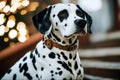 dog Dalmatian purposeful Confident background proud nose ear purebred grey lip aesthetic face short serious profile accurateness
