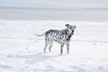 Dog dalmatians snow winter ocean Royalty Free Stock Photo