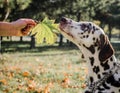 dog of dalmatin breed sniffs a green maple leaf in a female hand against the background of the park Royalty Free Stock Photo