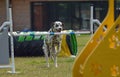 Dog dalmatin, is running in agility. Royalty Free Stock Photo